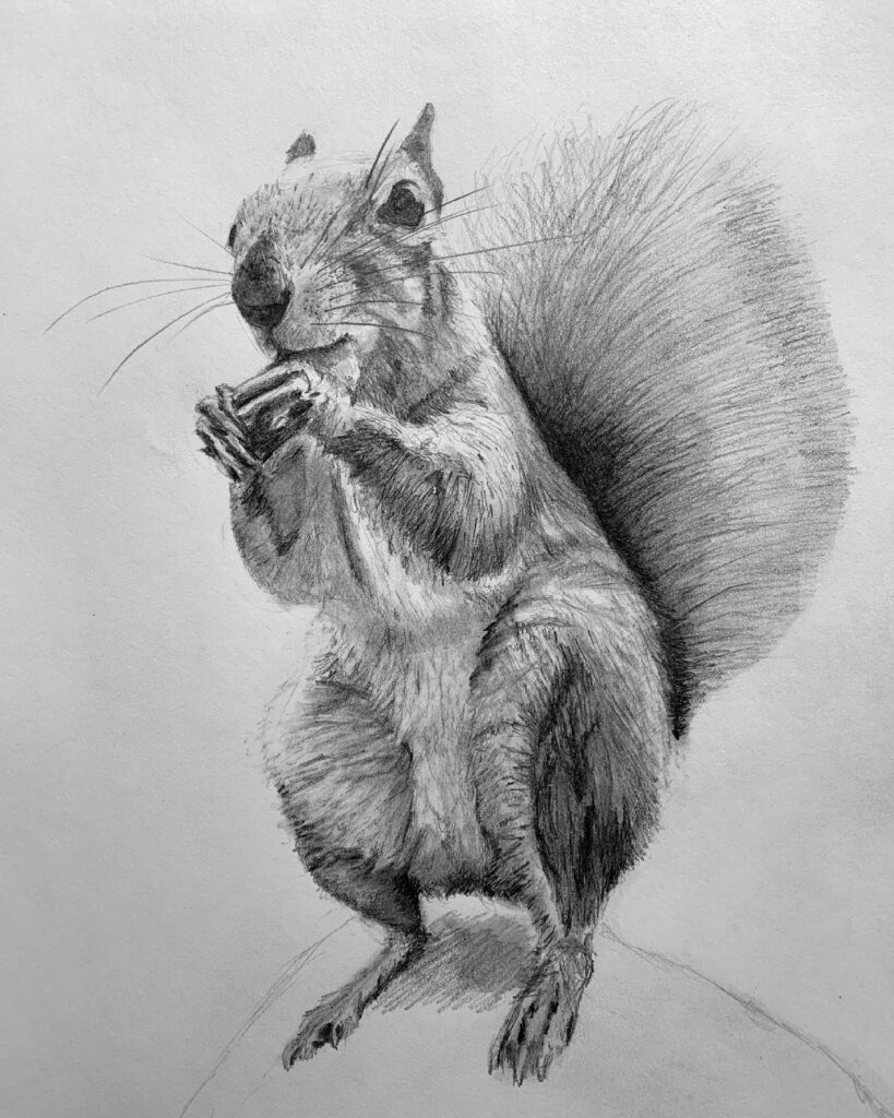 Squirrel
